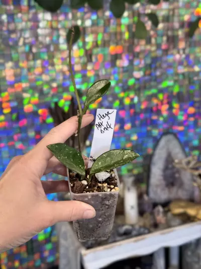 plant/232-Hoya Ah 074 rooted in chunky mix-3-thumbnail