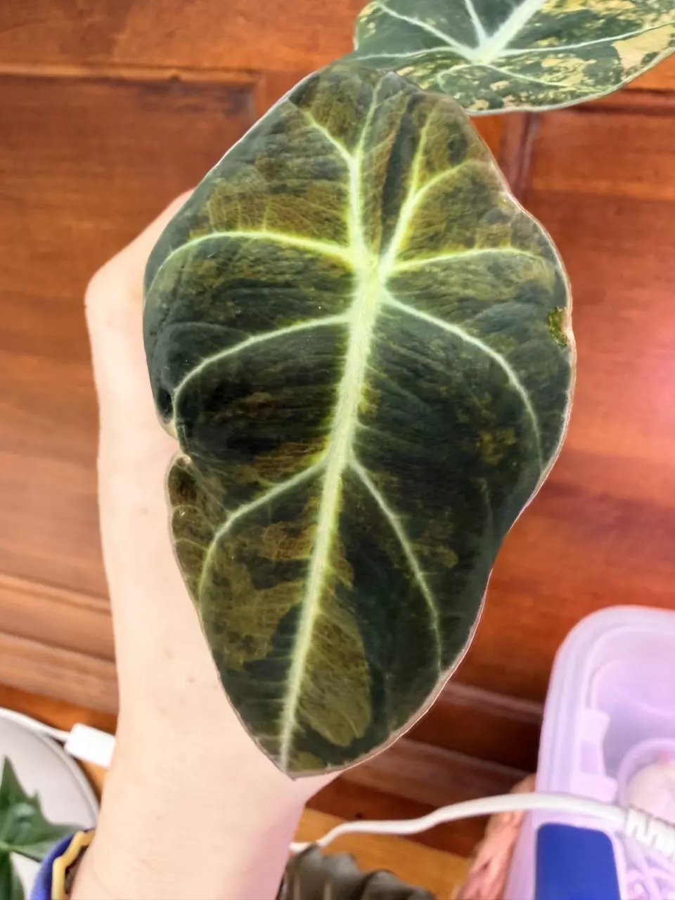 plant/Alocasia Black Velvet Gold var ✨#71-1