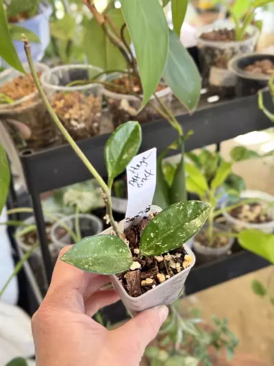 plant/232-Hoya Ah 074 rooted in chunky mix-2-thumbnail