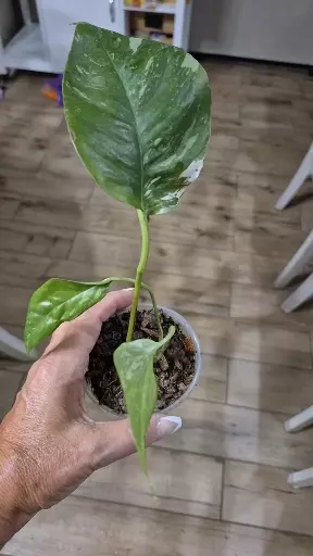 plant/8222 Epipremnum Pinnatum Albo-1