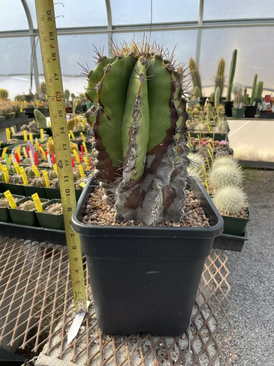 plant/Astrophytum ornatum, over 25 years old-1