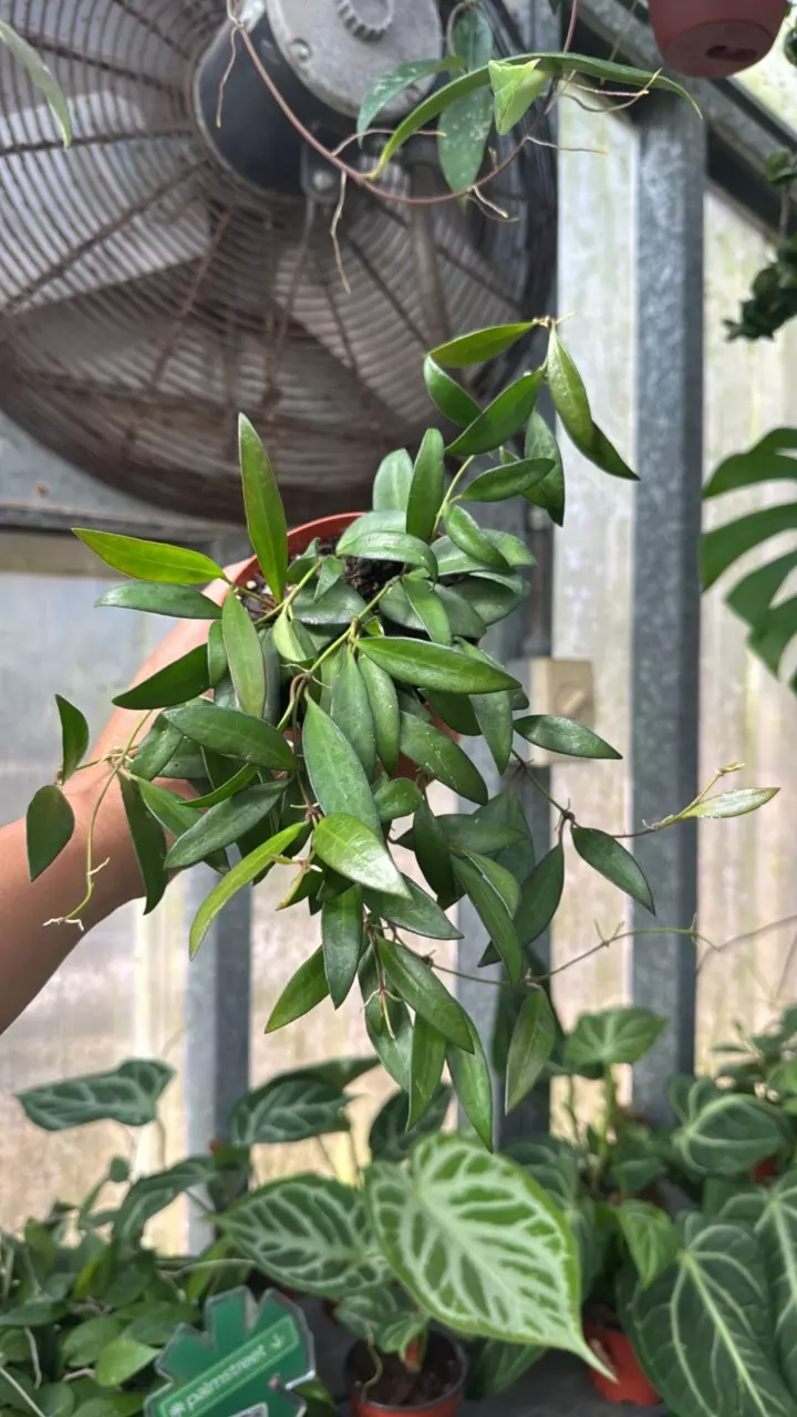 plant/710 Hoya Rosita-0
