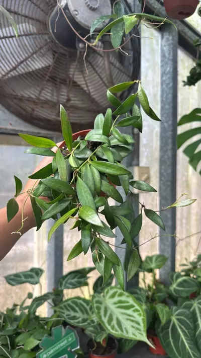 plant/710 Hoya Rosita-0-thumbnail