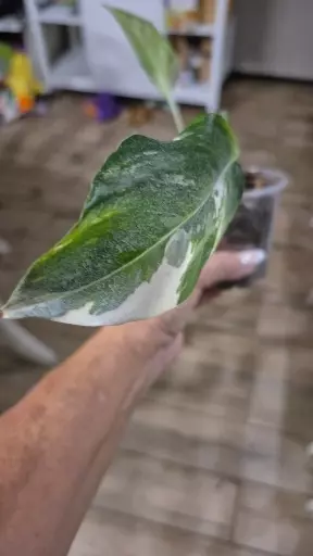 plant/8224 Epipremnum Pinnatum Albo-1-thumbnail