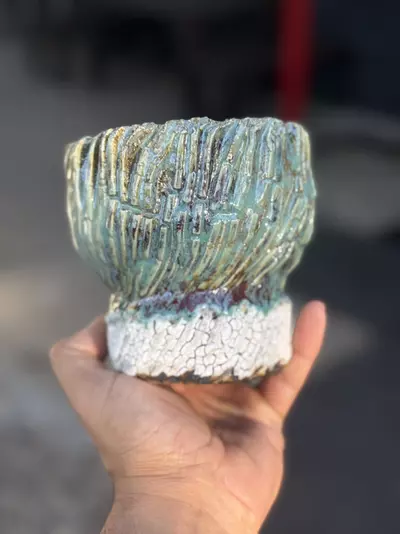 plant/Dragon Coconut 4.75x4.5H-0-thumbnail