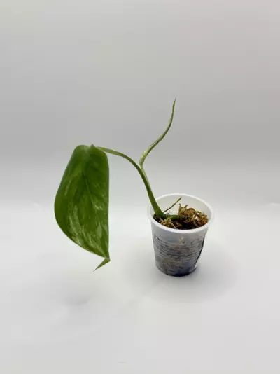 plant/Scindapsus Blue Albo Salaka-0-thumbnail