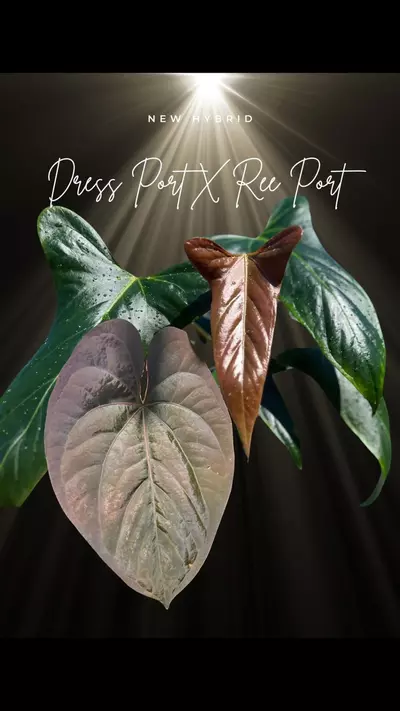 plant/Mutated Select Dress Port X Ree Port-1-thumbnail