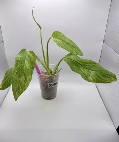 plant/Monstera Obliqua Mayuna Variegated 0506-2-thumbnail