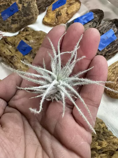 plant/Tillandsia Tectorum Ecuador-0-thumbnail