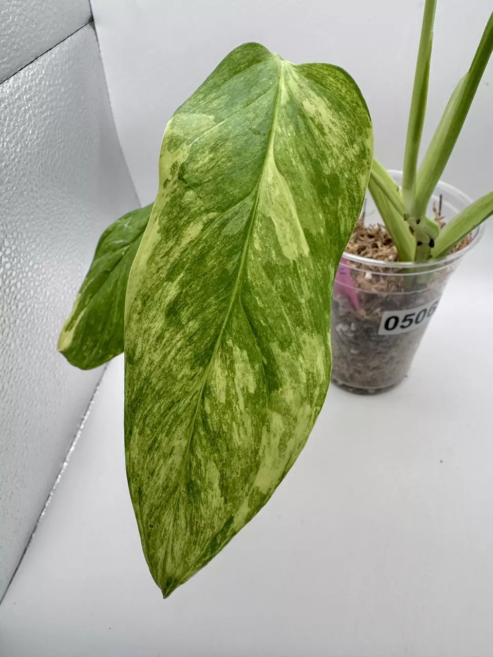 plant/Monstera Obliqua Mayuna Variegated 0506-1