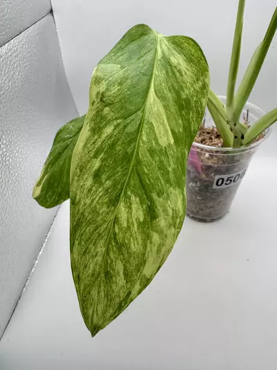 plant/Monstera Obliqua Mayuna Variegated 0506-1-thumbnail
