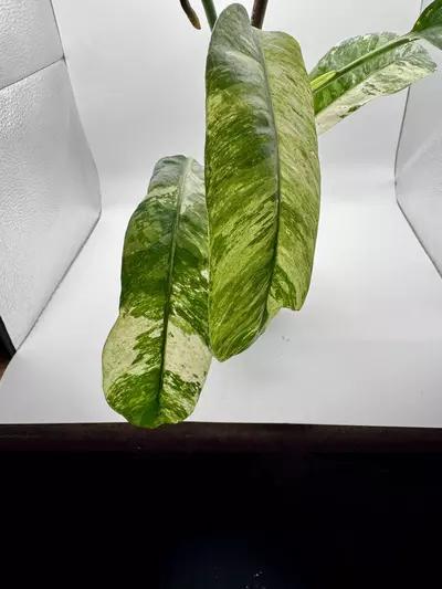 plant/Epipremnum Giganteum Tricolor 1894-2-thumbnail