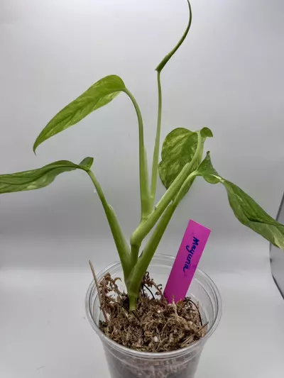 plant/Monstera Obliqua Mayuna Variegated 0506-3-thumbnail