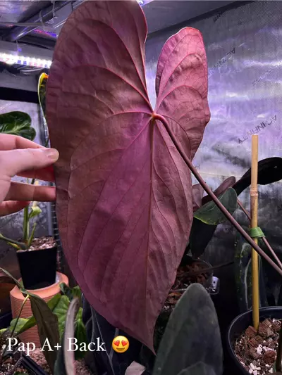 plant/Pap A+ X Carla RA18-2-thumbnail