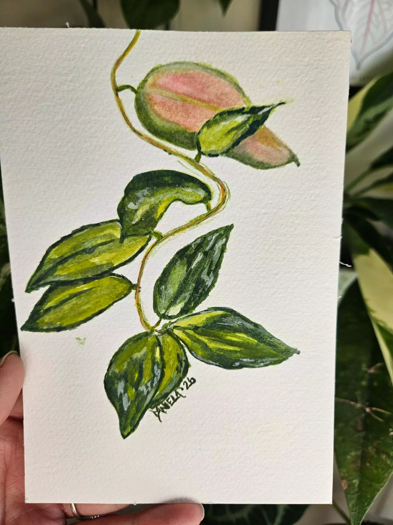 plant/Hoya Caudata Verigated 5x7" watercolor-2