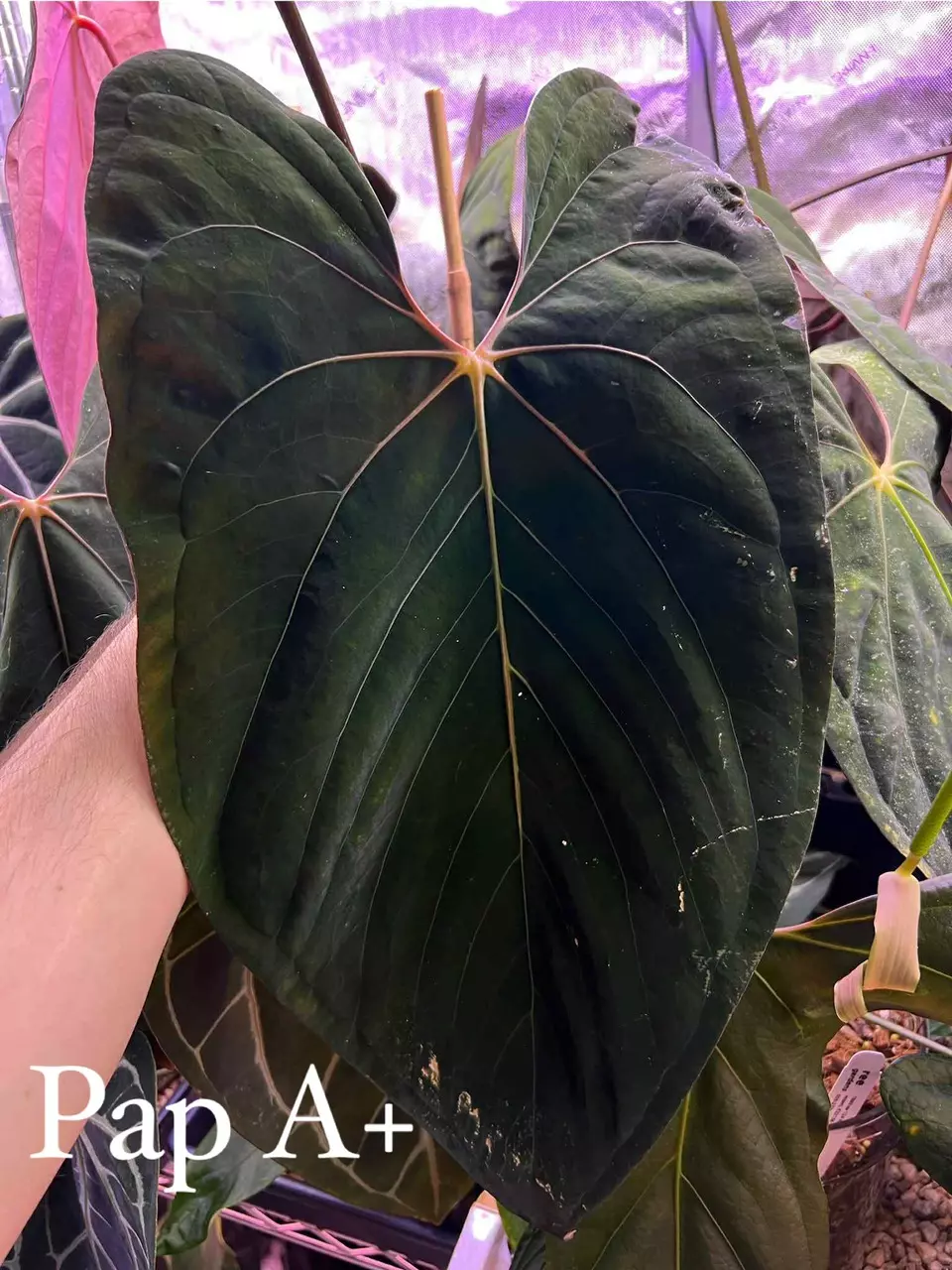 plant/Pap A+ X Carla RA18-1