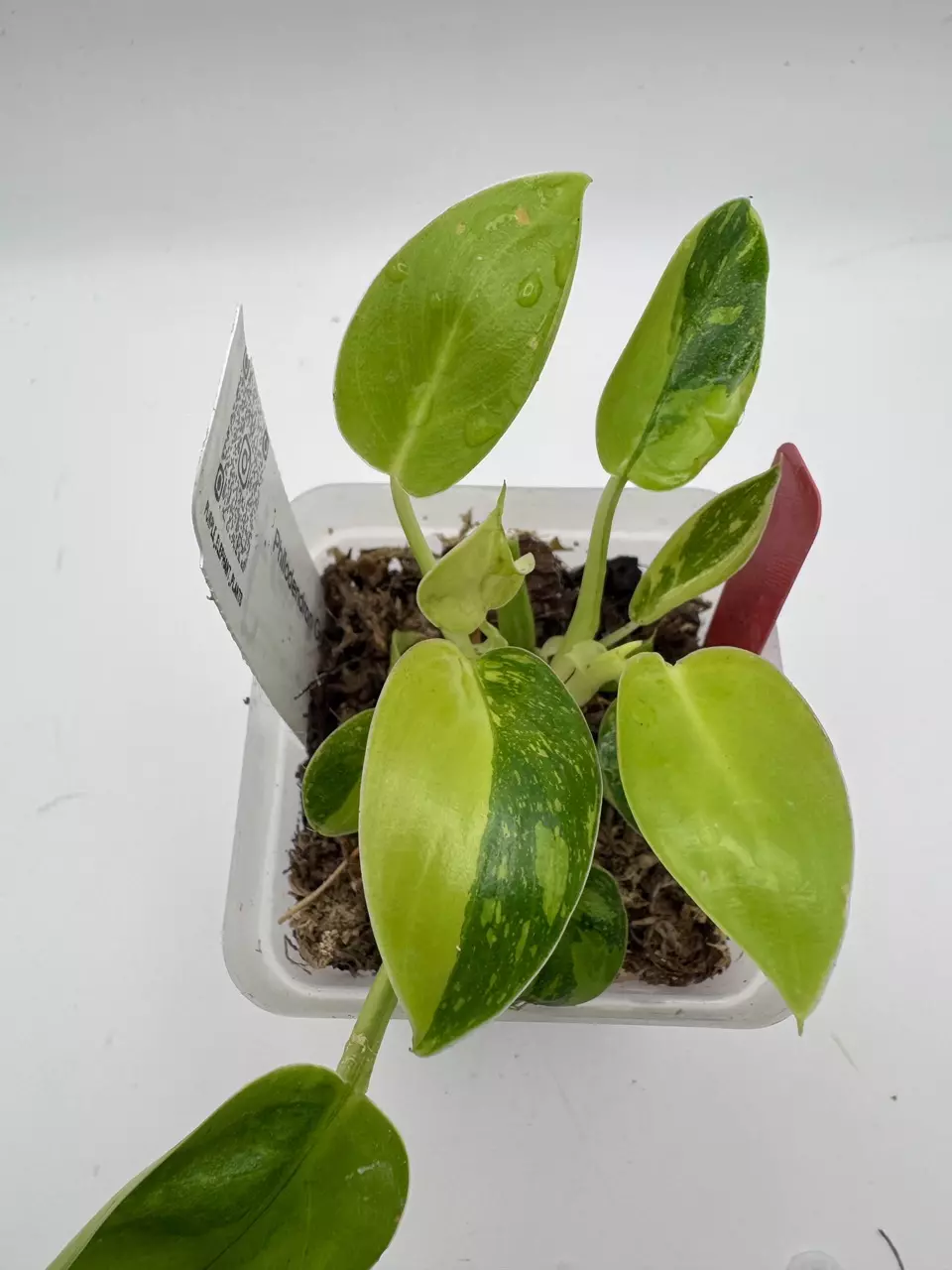 plant/Philodendron Green Congo Nuclear 0505-0