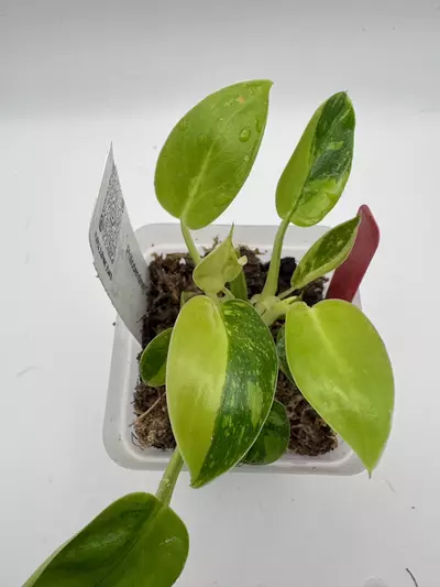 plant/Philodendron Green Congo Nuclear 0505-0-thumbnail