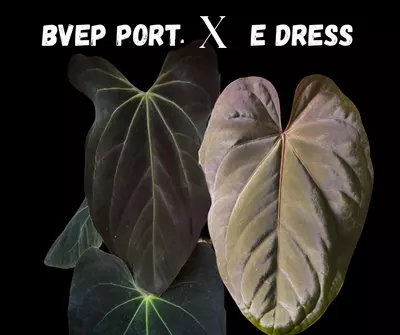 plant/BVEP Port X E Dress-1-thumbnail