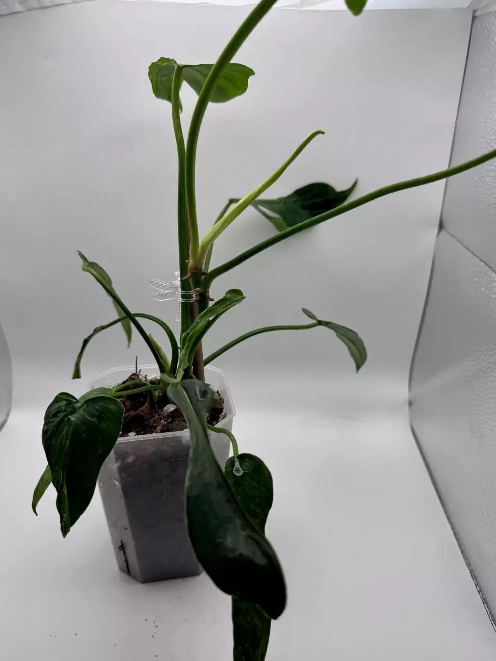 plant/Philodendron Minarum “Lime Fiddle” 0504-3