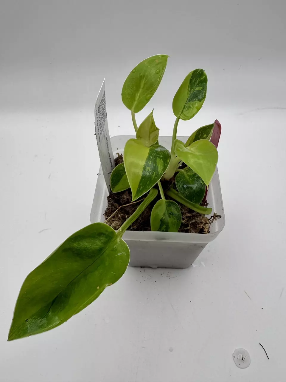 plant/Philodendron Green Congo Nuclear 0505-2