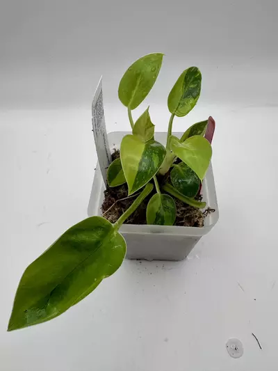 plant/Philodendron Green Congo Nuclear 0505-2-thumbnail
