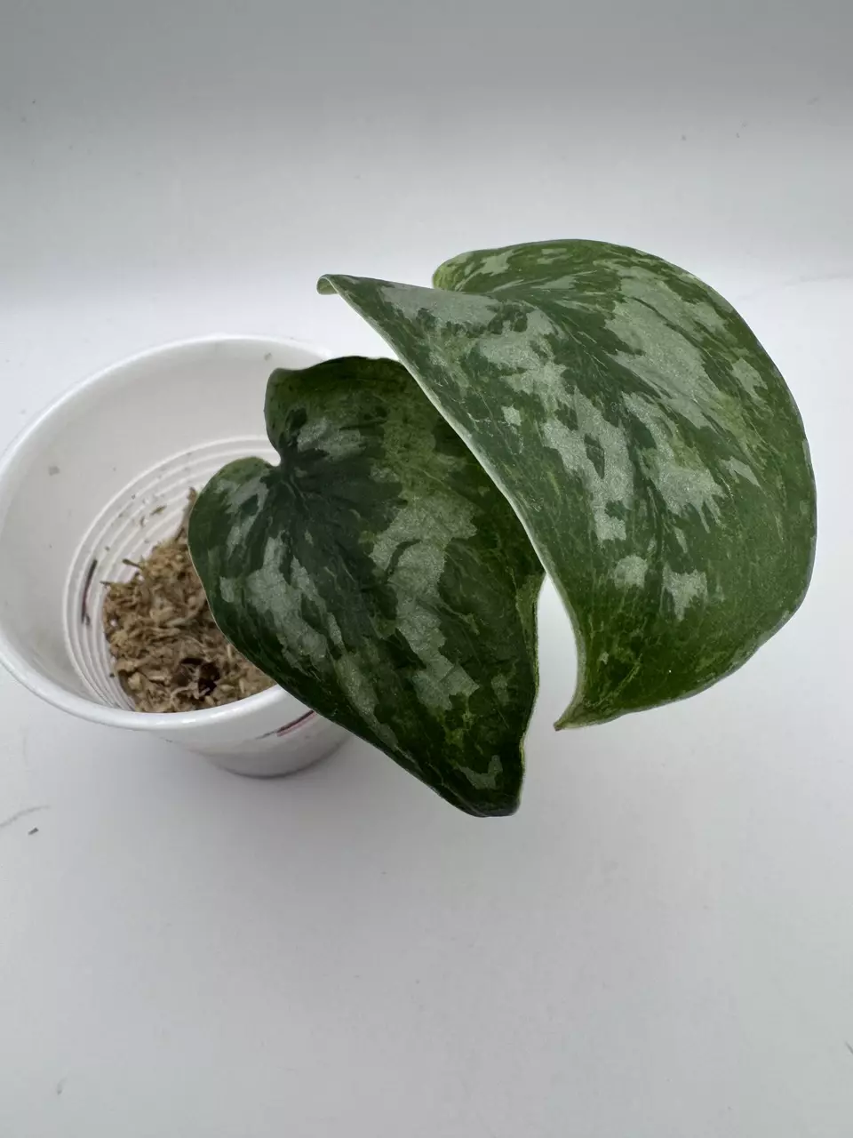 plant/Scindapsus Mejile 0508-1