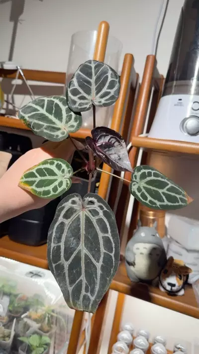 plant/Zara Michelle silver blush x Doc Block f2-0-thumbnail