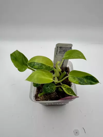 plant/Philodendron Green Congo Nuclear 0505-1-thumbnail