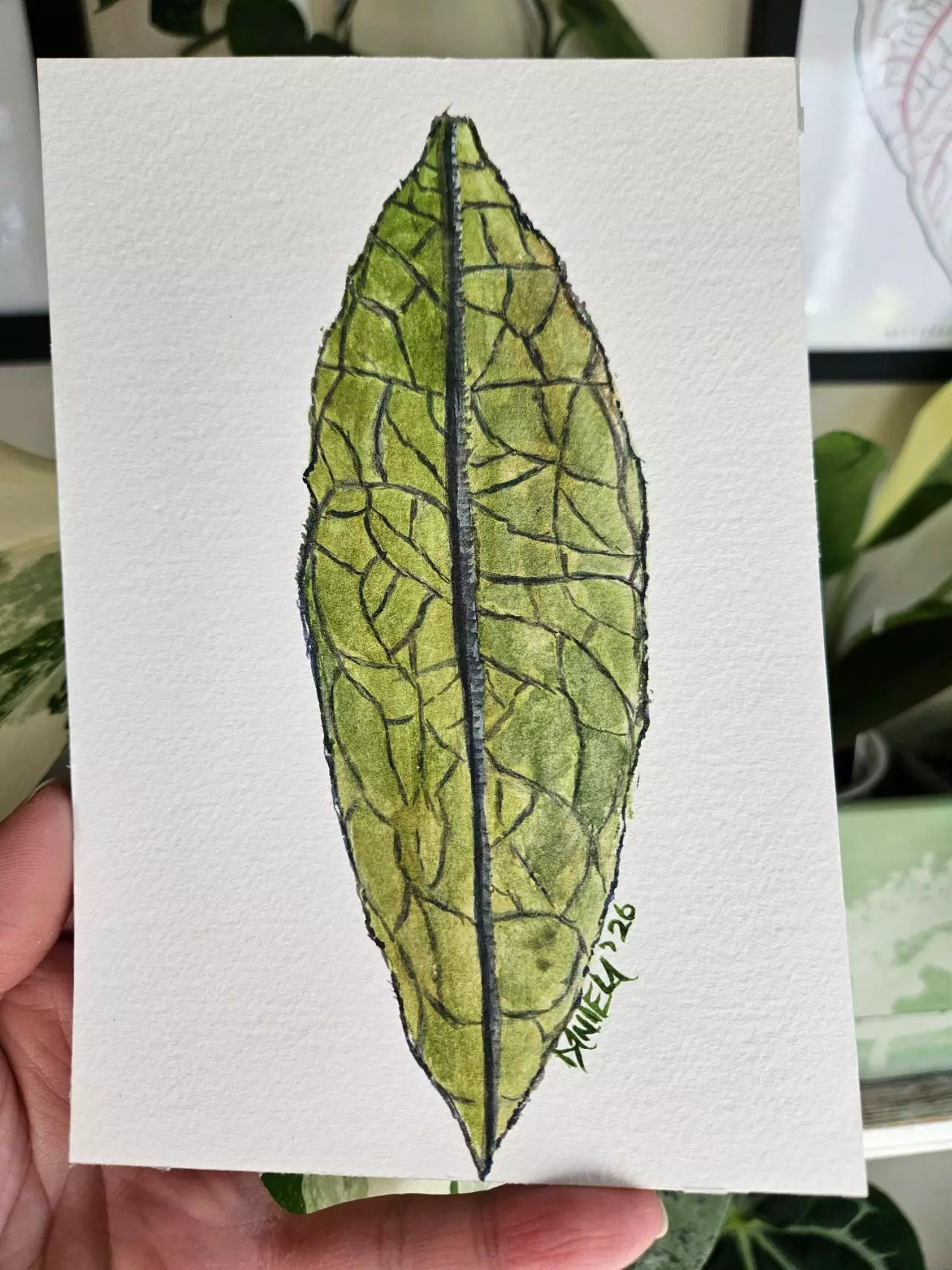 plant/Hoya Clemensiorum 5x7" watercolor-0