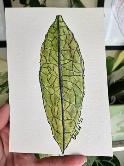 plant/Hoya Clemensiorum 5x7" watercolor-0-thumbnail