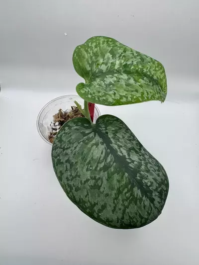 plant/Scindapsus Silver Duchess 0507-1-thumbnail