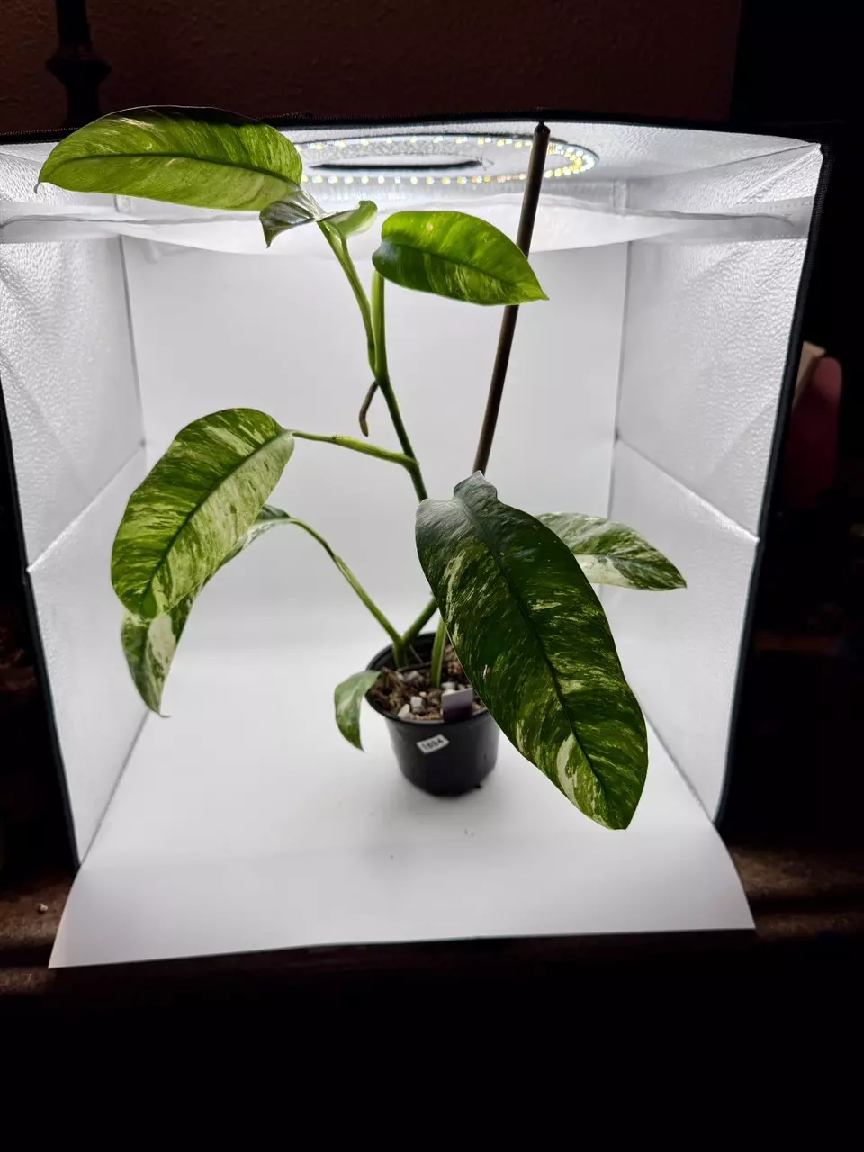 plant/Epipremnum Giganteum Tricolor 1894-0