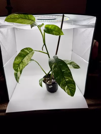 plant/Epipremnum Giganteum Tricolor 1894-0-thumbnail