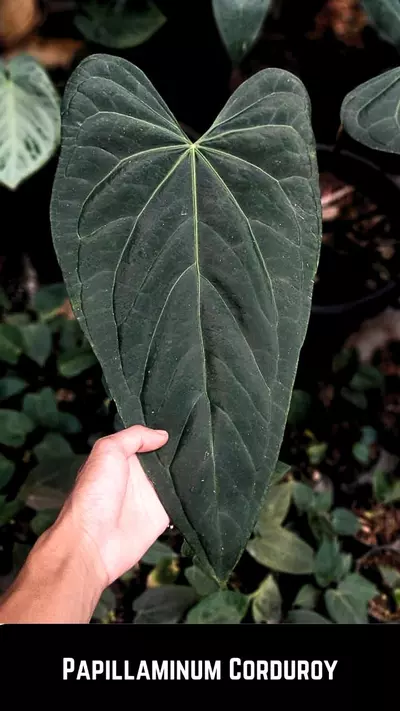plant/A312 Papillaminum Corduroy Anthurium-3-thumbnail