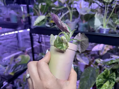 plant/Pink Albo Reginae-2-thumbnail