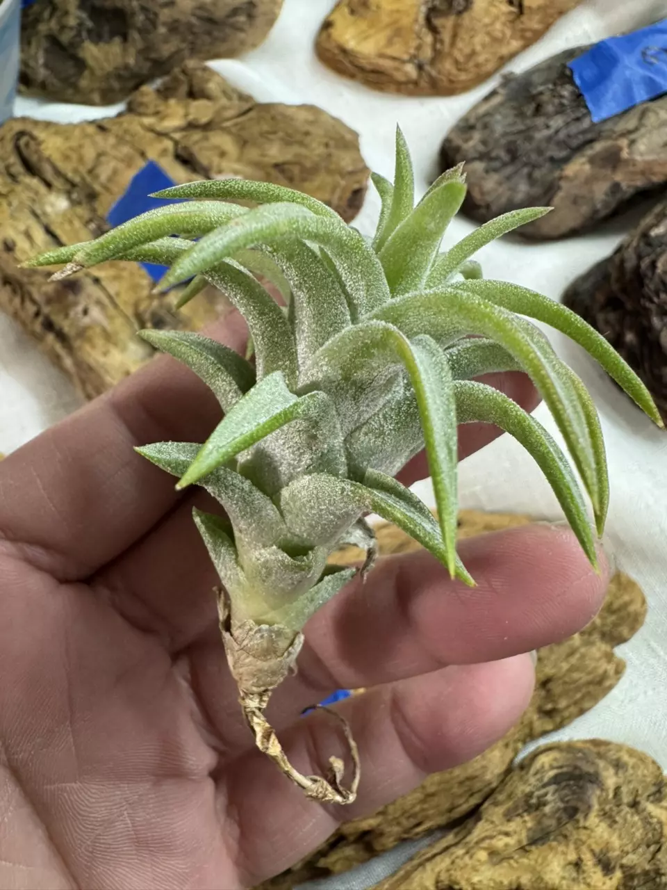 plant/Tillandsia Ionantha Vanhyningii-0