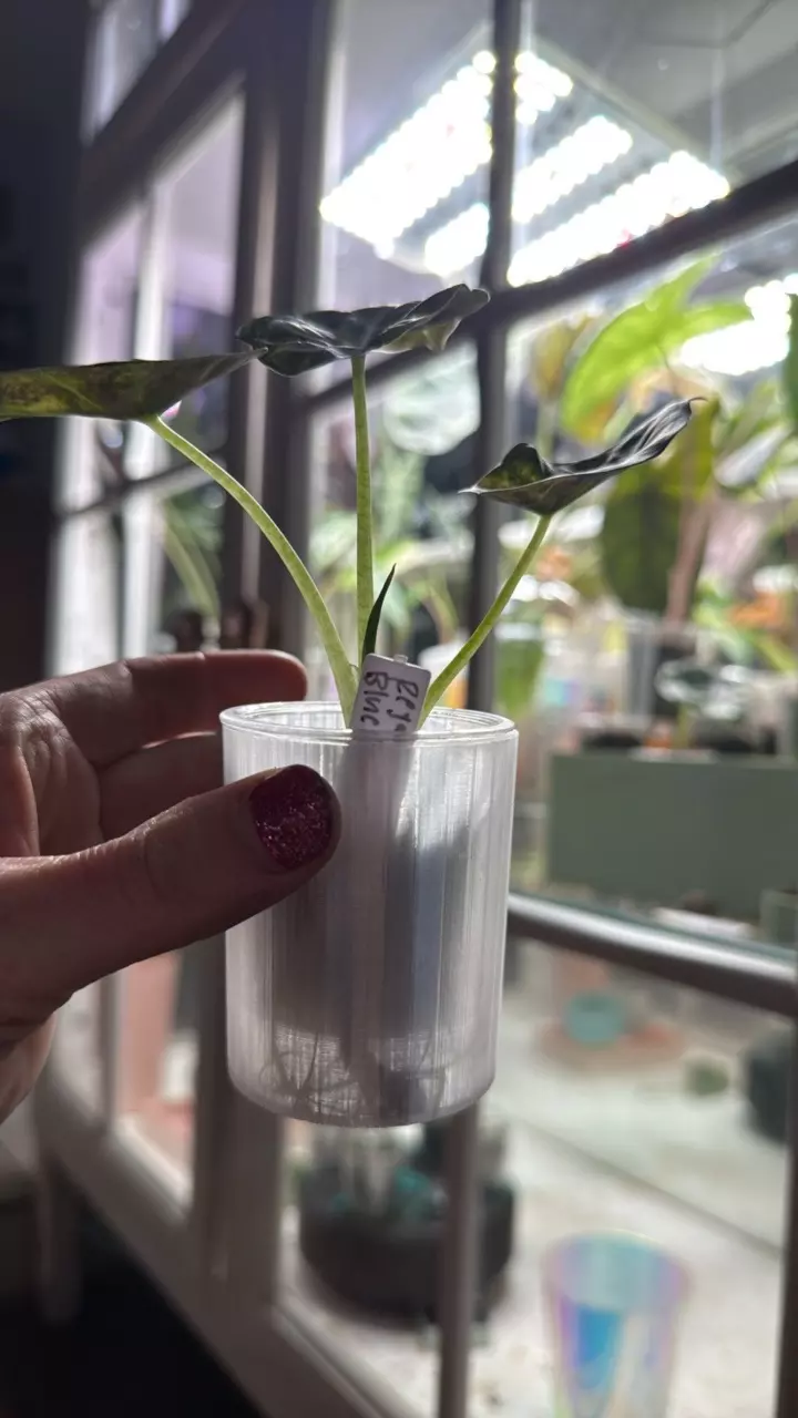 plant/Transparent cache pot-1