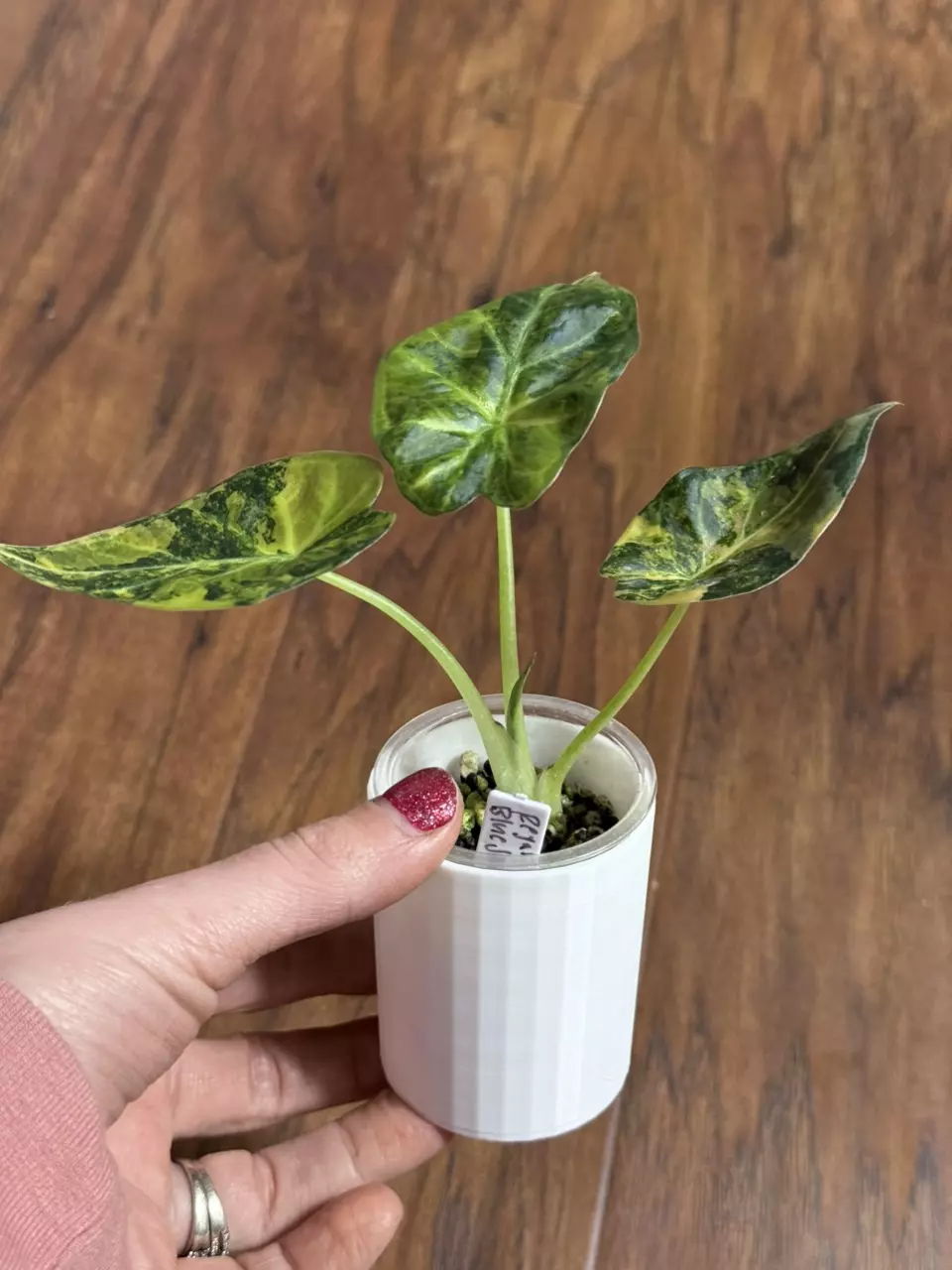 plant/White Cache pot for 2” pup cups-0