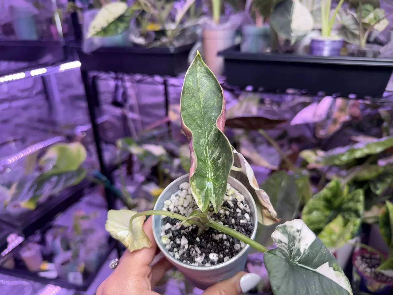 plant/Pink Albo Reginae-1