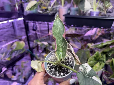 plant/Pink Albo Reginae-1-thumbnail