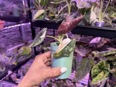 plant/Pink Albo Reginae-3-thumbnail