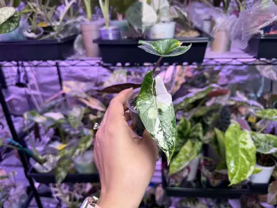 plant/Albo/Pink scalprum pup corm grown-2-thumbnail