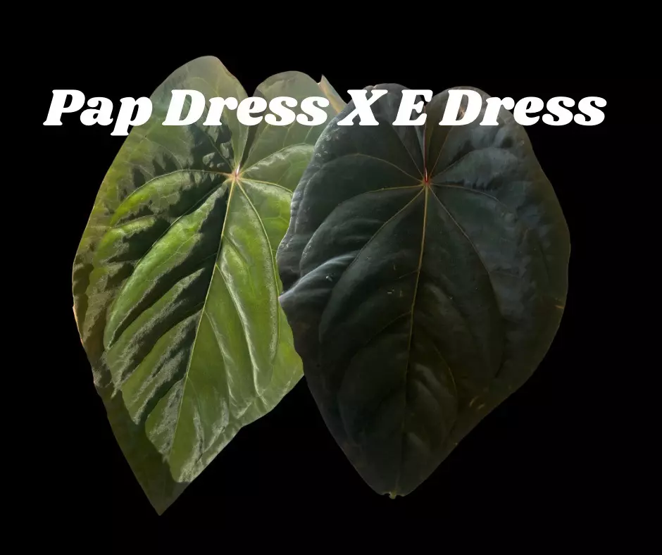 plant/Low Var Pap Dress X E Dress-1
