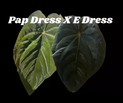 plant/Low Var Pap Dress X E Dress-1-thumbnail