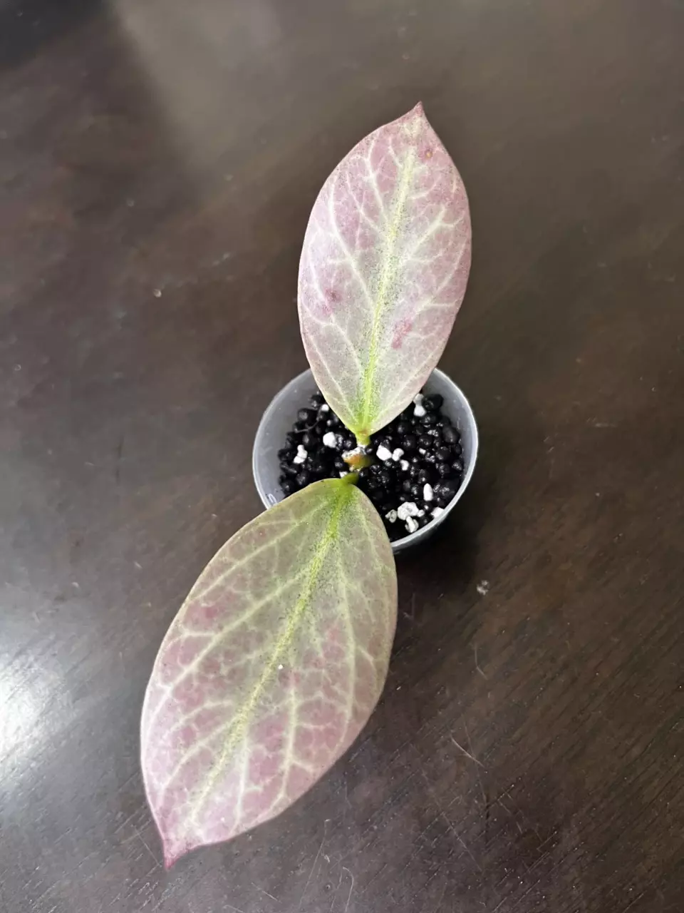 plant/Hoya Cryptic Chrome-0