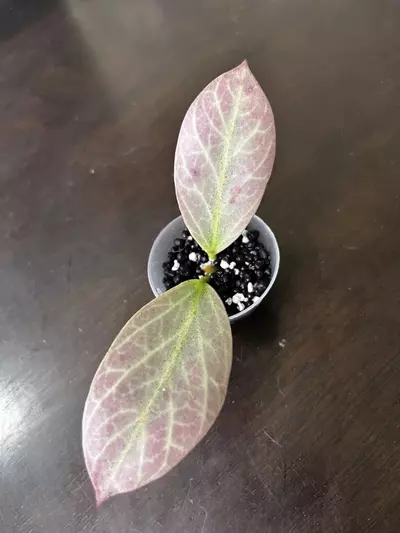 plant/Hoya Cryptic Chrome-0-thumbnail