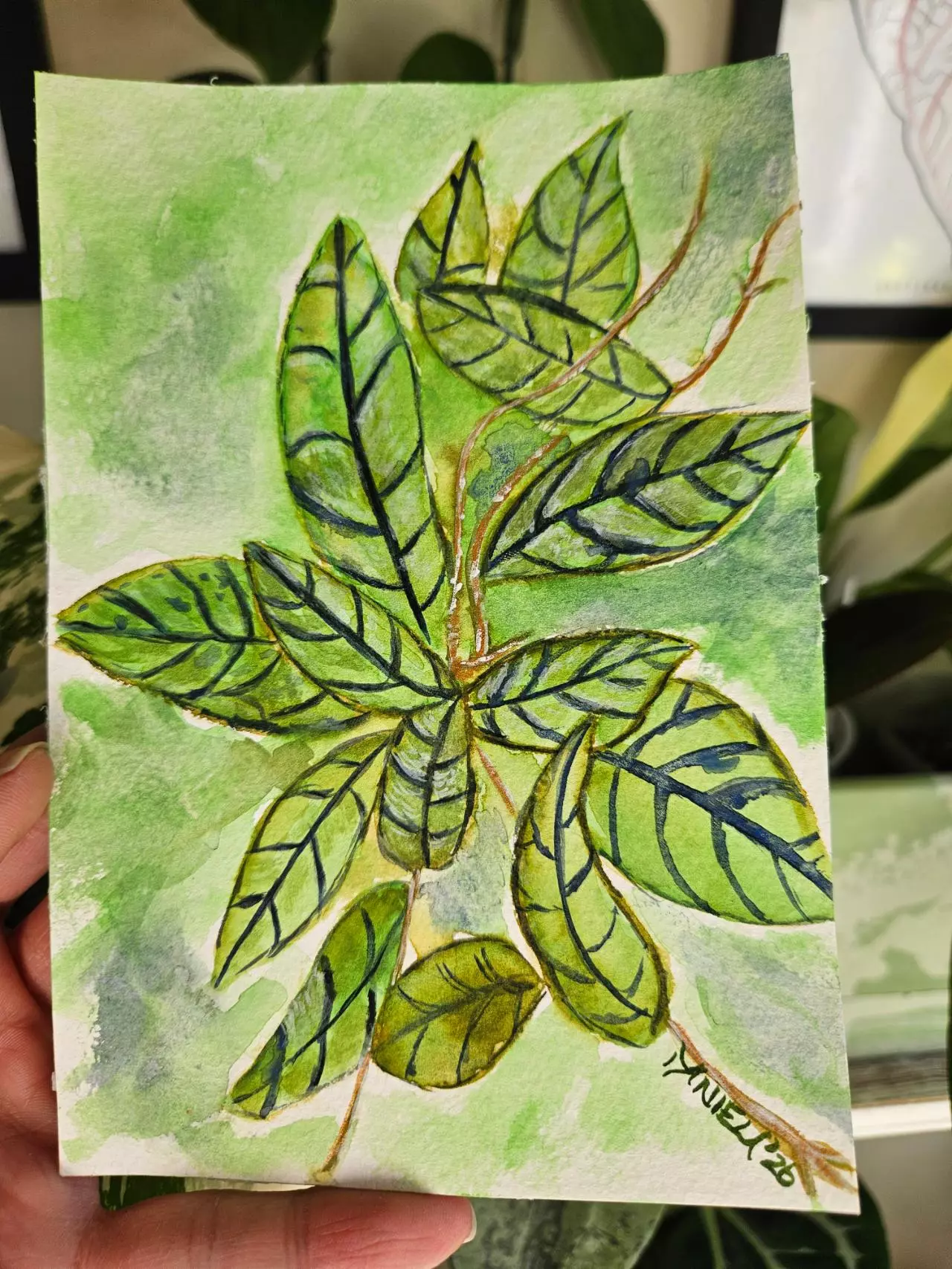 plant/Hoya black cat 5x7" watercolor painting-0