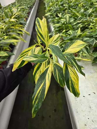 plant/4in Alpine ginger Var-0-thumbnail