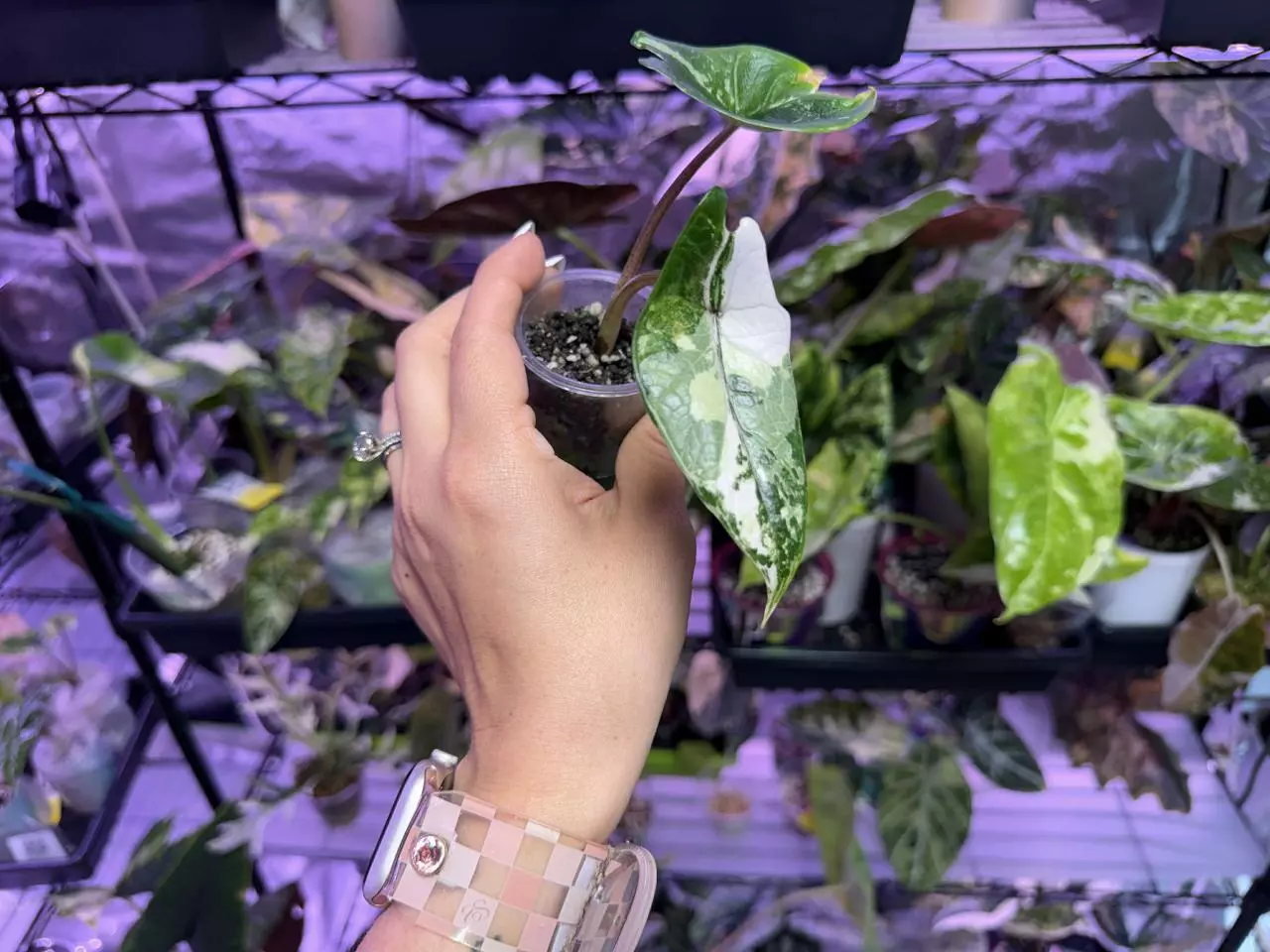 plant/Albo/Pink scalprum pup corm grown-1